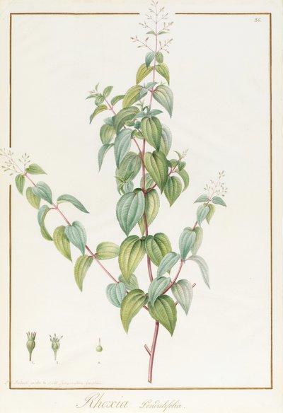 Rhexia Pendulifolia von Pierre Joseph Redouté